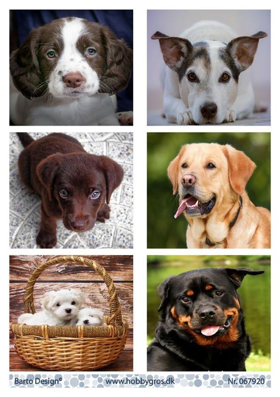 Barto Design - Klippeark A4 - 067920 - Dogs
