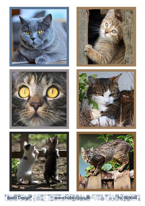 Hovedbilde Barto Design - Klippeark A4 - 069044 - Cats 2